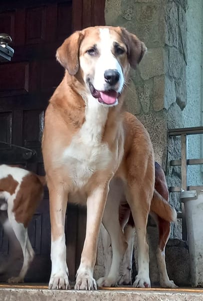 Sara- sensible, ruhige Hündin