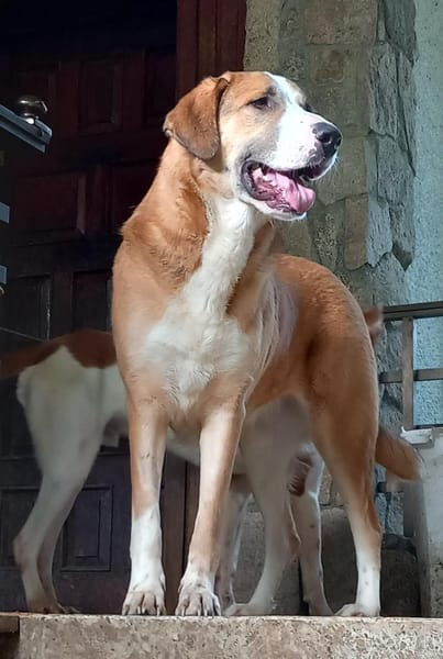 Sara- sensible, ruhige Hündin