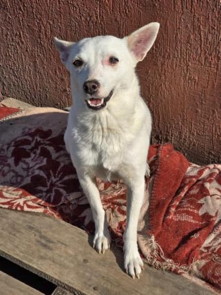 LÜTTE  kleines Schneeflöckchen!