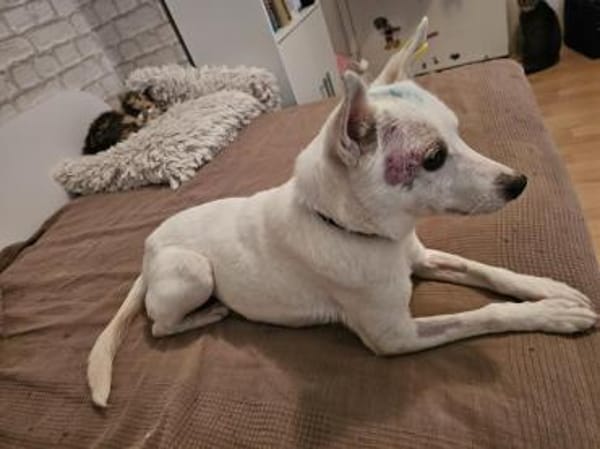 LÜTTE  kleines Schneeflöckchen!