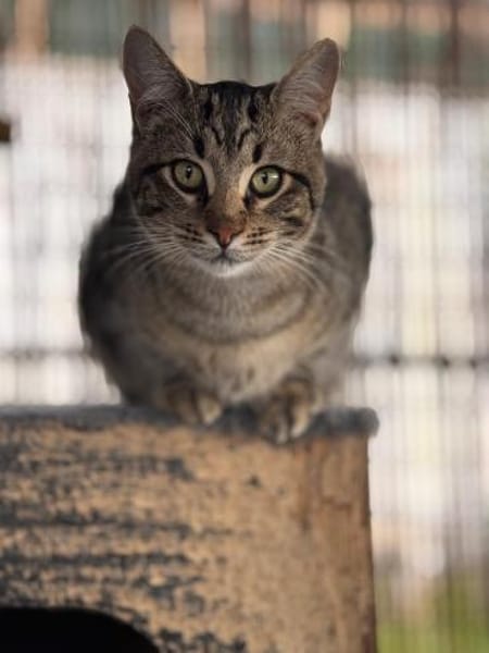 Akim - sucht neuen Wirkungskreis