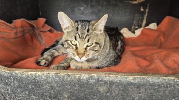 Akim - sucht neuen Wirkungskreis