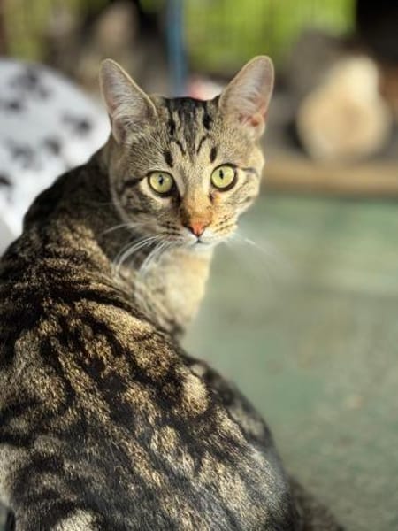 Akim - sucht neuen Wirkungskreis