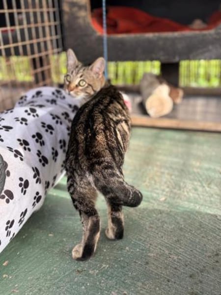 Akim - sucht neuen Wirkungskreis