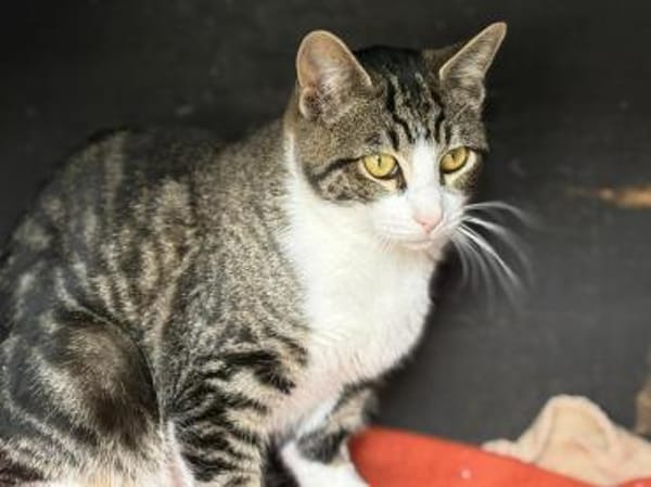 Taio der kleine Herzensbrecher