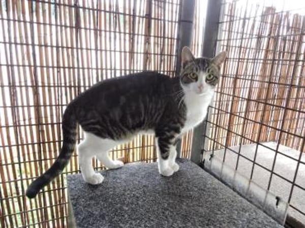 Taio der kleine Herzensbrecher