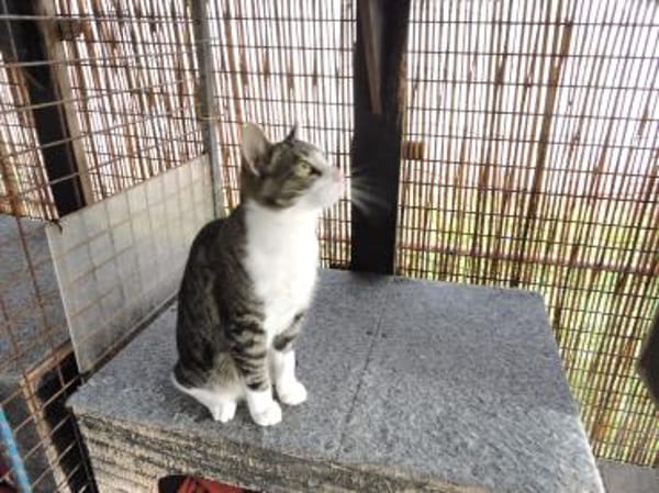 Taio der kleine Herzensbrecher