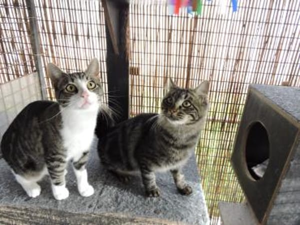 Taio der kleine Herzensbrecher