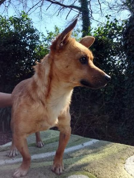 Toni, ein kleiner Herzensbrecher