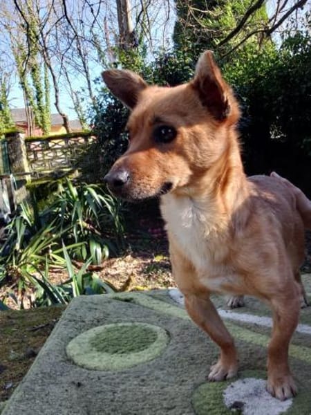 Toni, ein kleiner Herzensbrecher