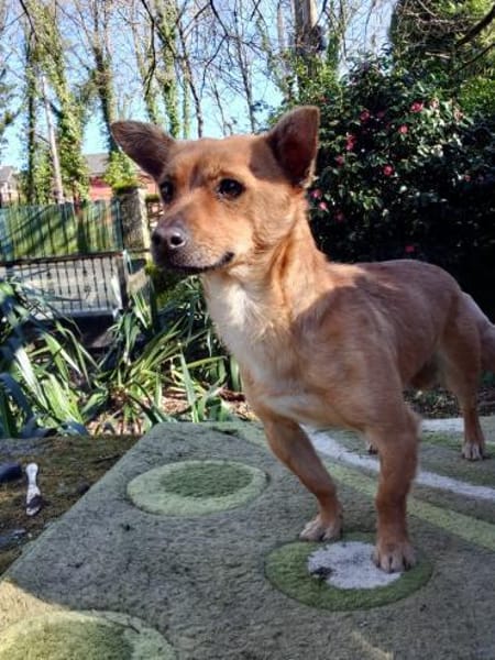 Toni, ein kleiner Herzensbrecher