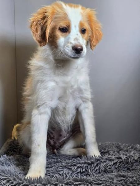 Belissi - auf Familiensuche!