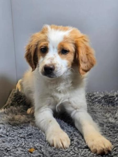 Belissi - auf Familiensuche!