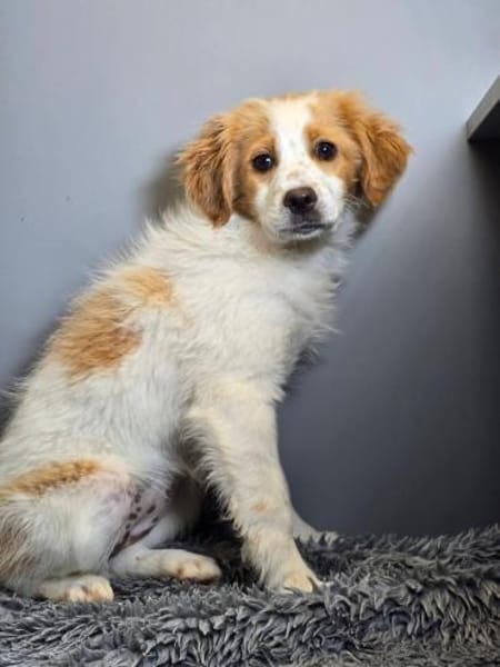 Belissi - auf Familiensuche!