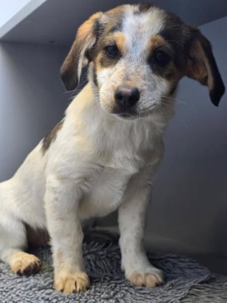 BRIXIE - entzückendes Bretonenädchen!