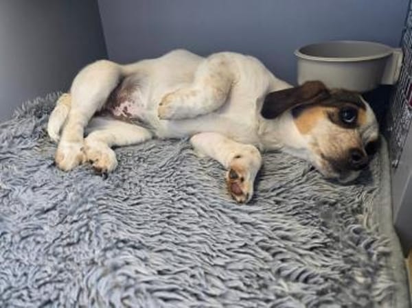 BRIXIE - entzückendes Bretonenädchen!