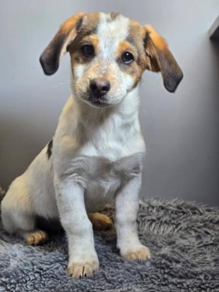 BRIXIE - entzückendes Bretonenädchen!