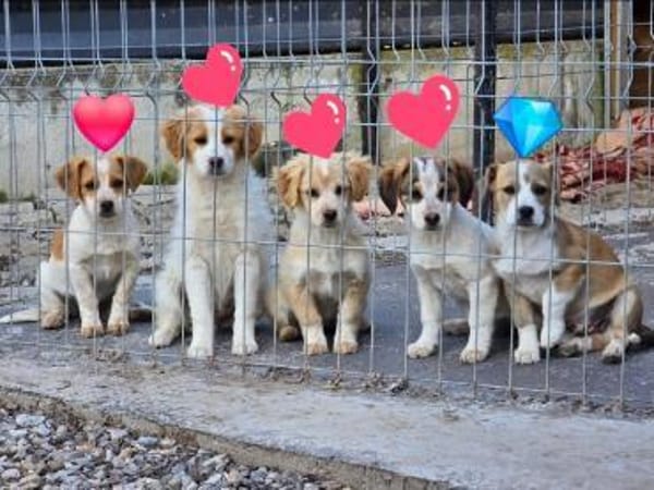 BRIXIE - entzückendes Bretonenädchen!