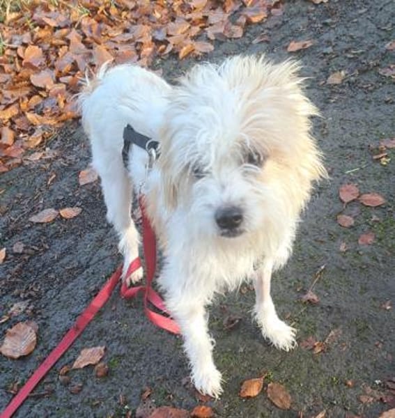 Eko, geb. ca 11/2021, 54647 Dudeldorf