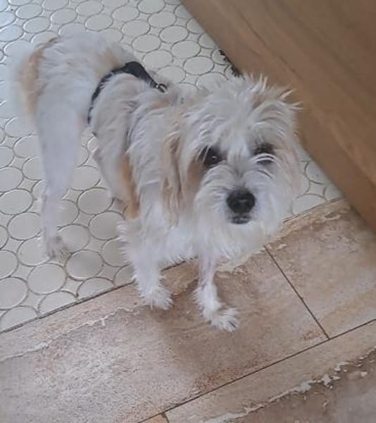 Eko, geb. ca 11/2021, 54647 Dudeldorf