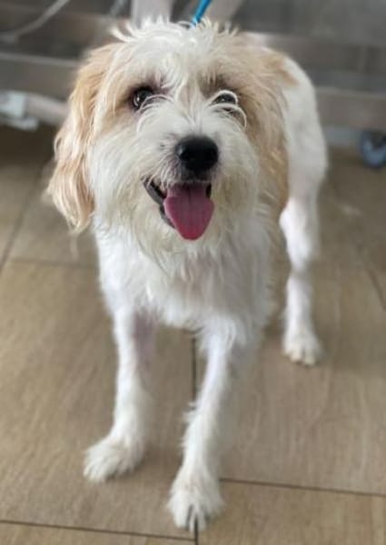 Eko, geb. ca 11/2021, 54647 Dudeldorf