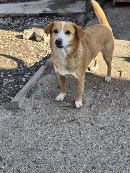 Ruby  sanfte Seele sucht ihr Zuhause!