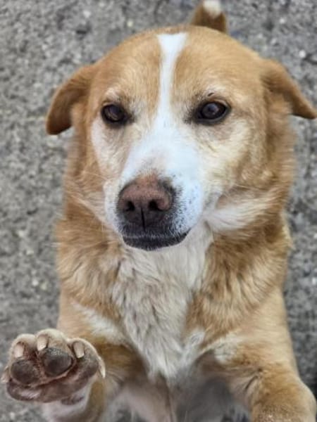 Ruby  sanfte Seele sucht ihr Zuhause!