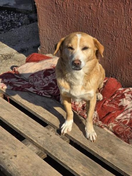 Ruby  sanfte Seele sucht ihr Zuhause!