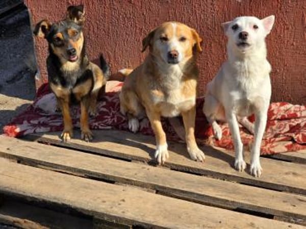 Ruby  sanfte Seele sucht ihr Zuhause!