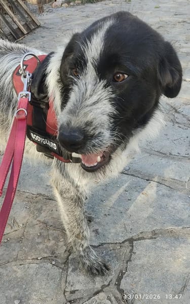 Melenios - wem darf er das Herz stehlen?