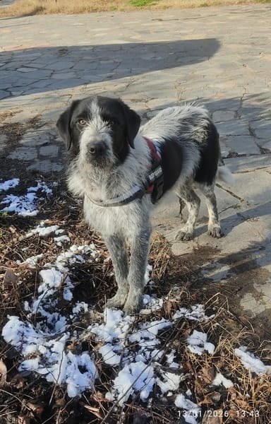 Melenios - wem darf er das Herz stehlen?