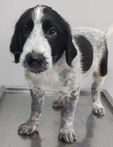 Melenios - wem darf er das Herz stehlen?