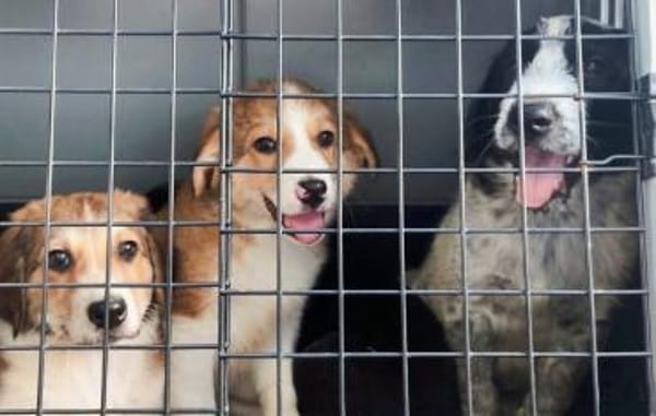 Melenios - wem darf er das Herz stehlen?