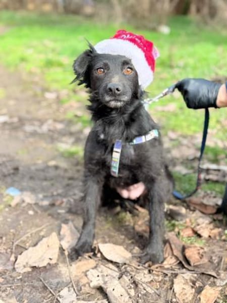 ADiARA😍 - kleine Hündin hat noch Angst