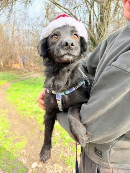 ADiARA😍 - kleine Hündin hat noch Angst