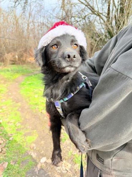 ADiARA😍 - kleine Hündin hat noch Angst