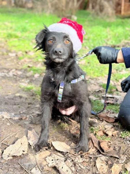 ADiARA😍 - kleine Hündin hat noch Angst