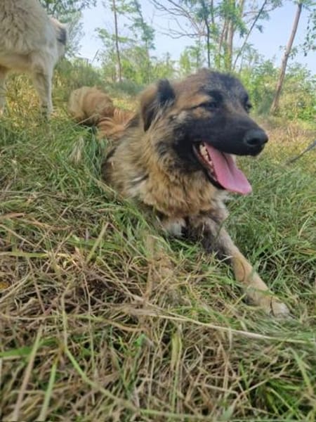 Livia; menschenbezogene Kuschelkönigin