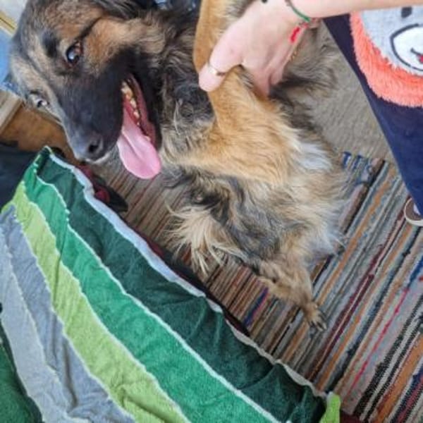 Livia; menschenbezogene Kuschelkönigin