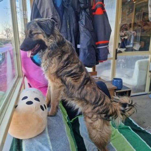 Livia; menschenbezogene Kuschelkönigin