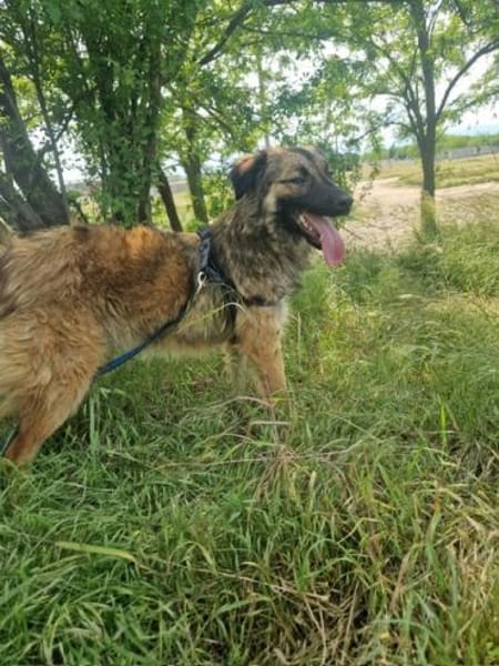 Livia; menschenbezogene Kuschelkönigin