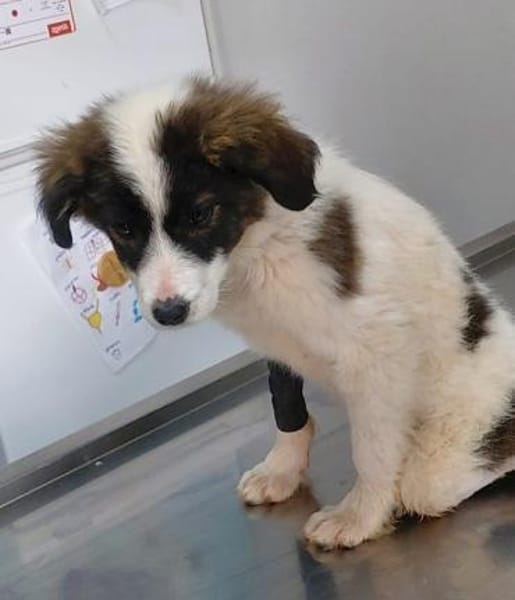 Padma - kleine, große Kämpferin