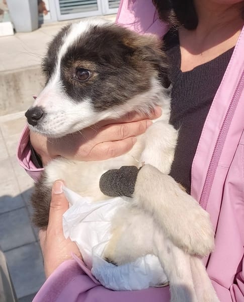 Padma - kleine, große Kämpferin