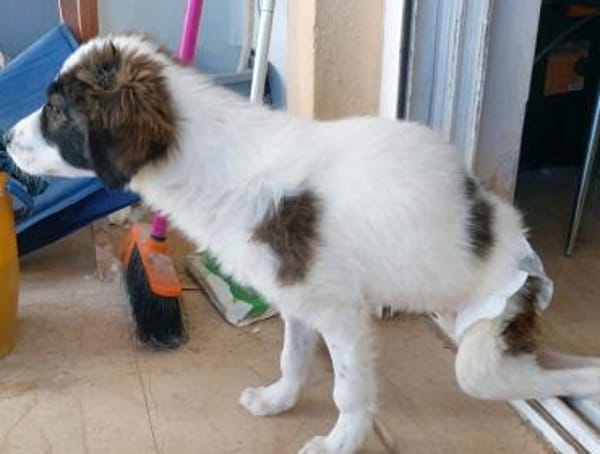 Padma - kleine, große Kämpferin