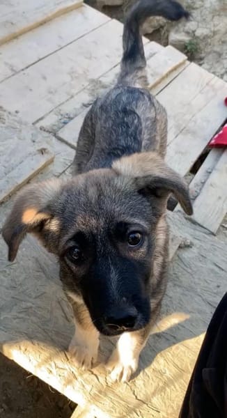 Zarah, komm unter meine Decke