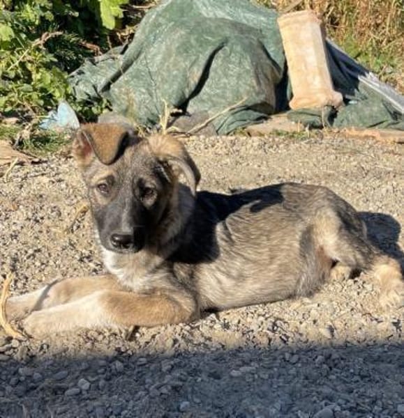 Zarah, komm unter meine Decke