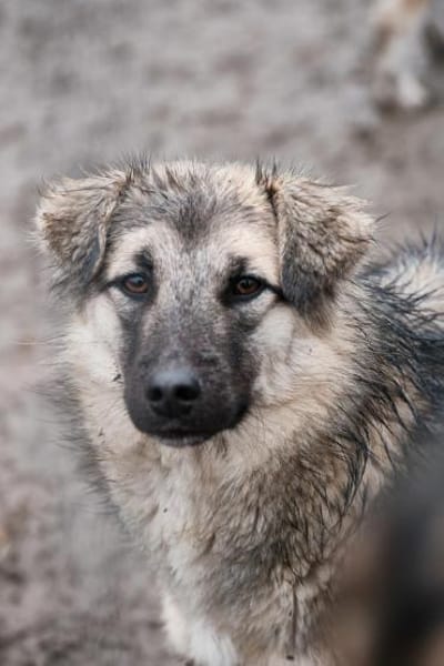 Zarah, komm unter meine Decke