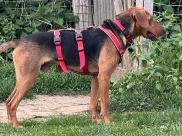 Toller Bracke SNICKER sucht ein Zuhause