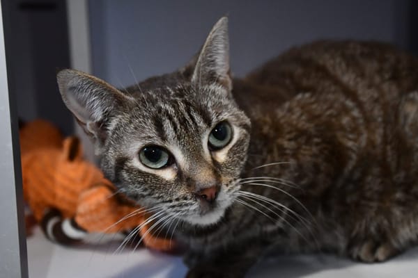 Noisette (en cours d'adoption)