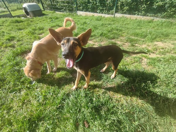 VICKY QCN (a trouvé sa famille)